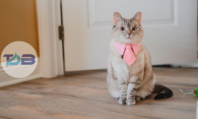 meet nala cat: the instagram star with a ton of fo - tymoff