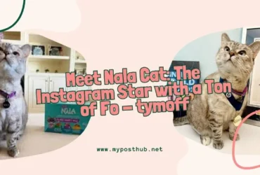 Meet Nala Cat: The Instagram Star With a Ton of Fo - tymoff