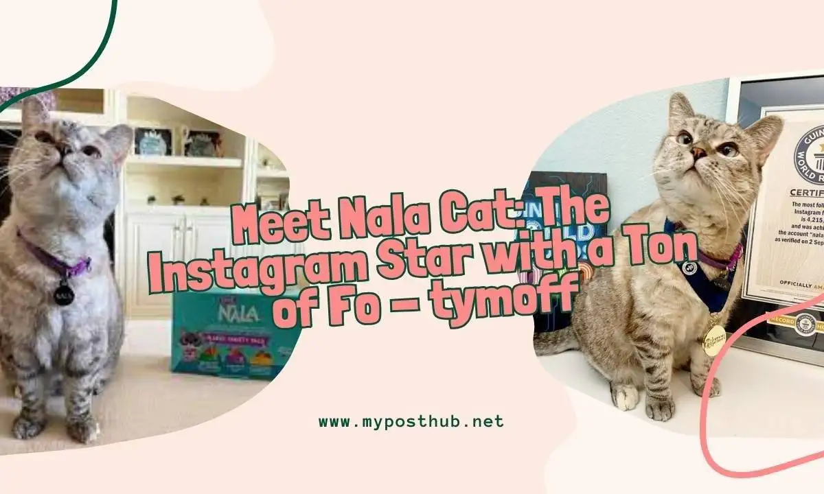 Meet Nala Cat: The Instagram Star With a Ton of Fo - tymoff