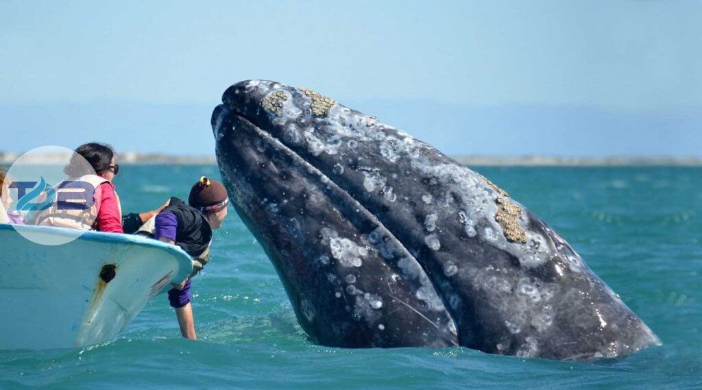 gray whale